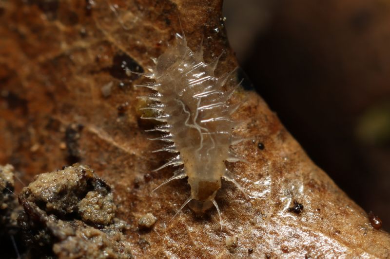 Larva (?) da identificare